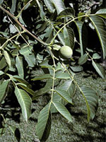 MSA JUGLANS REGIA 50 ML - Farmacia Mastrangelo 