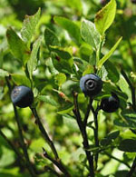 MSA VACCINIUM MYRTIL 50 ML - Farmacia Mastrangelo 