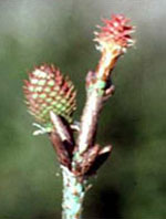 MSA PINUS MONTANA 50 ML - Farmacia Mastrangelo 